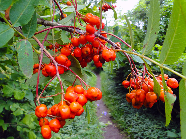 Rowan Berries