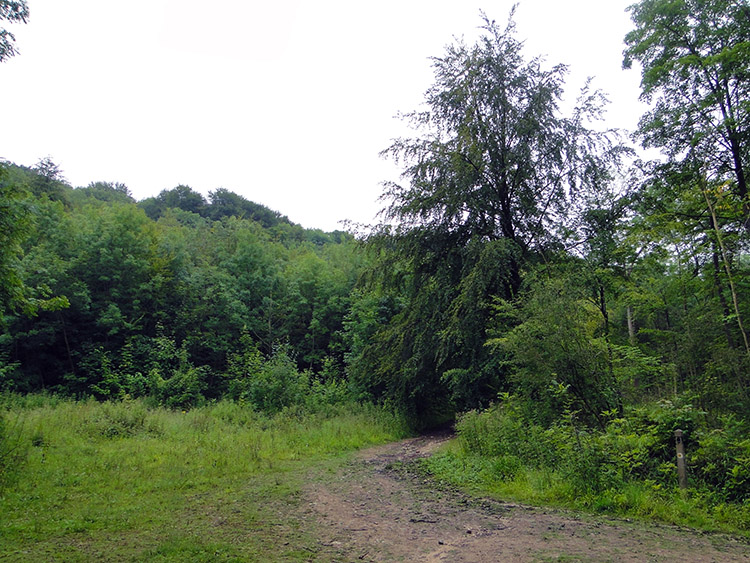 Clearing in Witcombe Wood