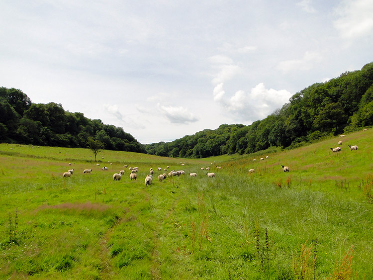 Field at Lower Kilcott
