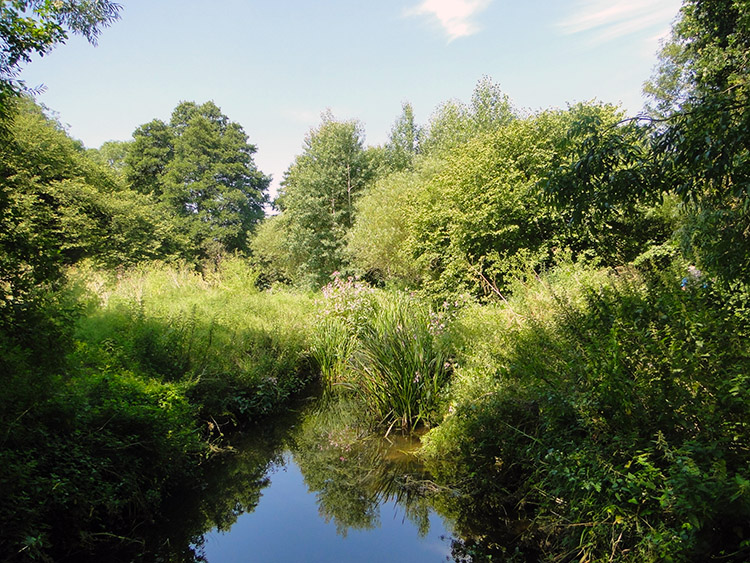 Near Carlingcott