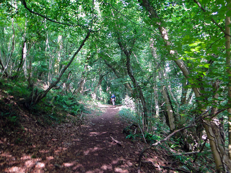 Compton Wood