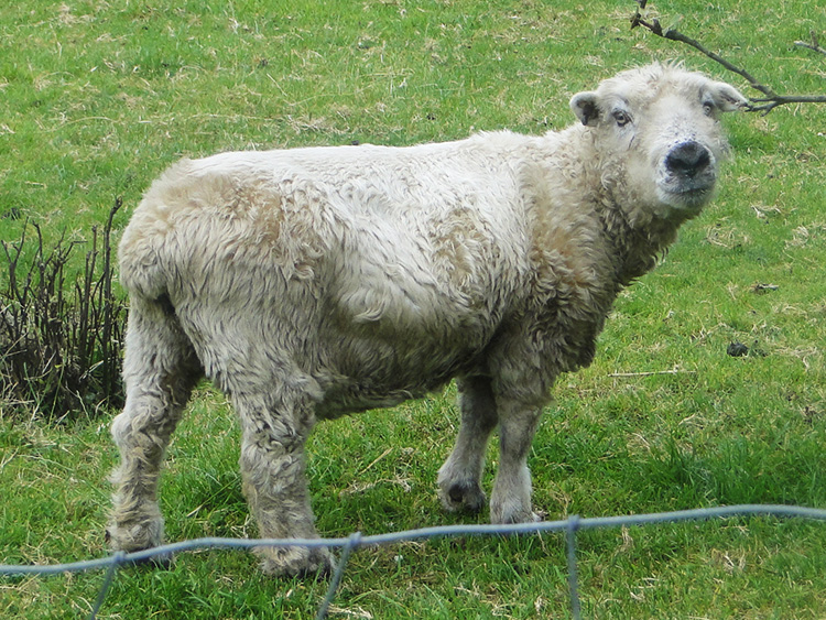 Woolly encounter near Stretcholt