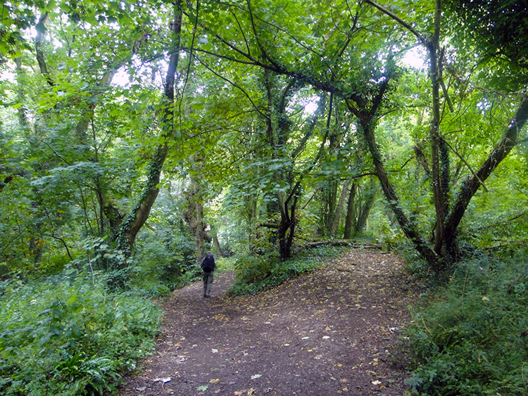 King's Cliff Wood