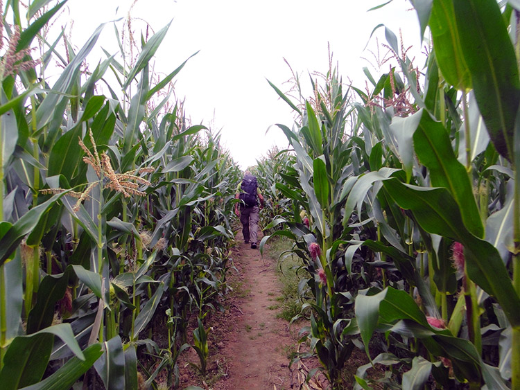 Between the Corn