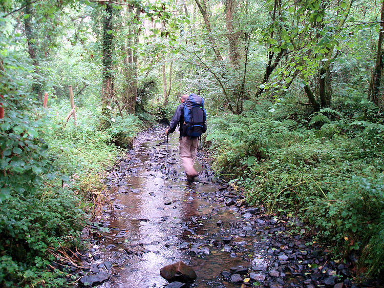 Wet path through Mill Down Copse