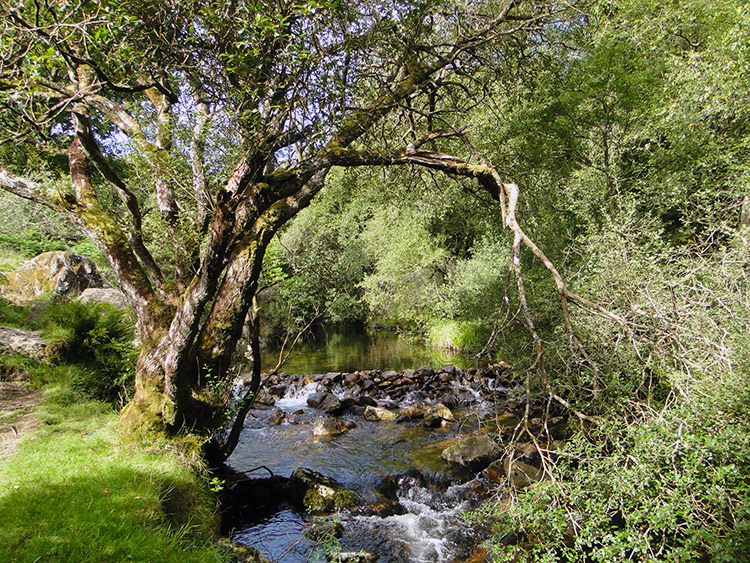 River Taw