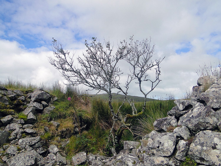 Remains of Settlements on Bodmin Moor