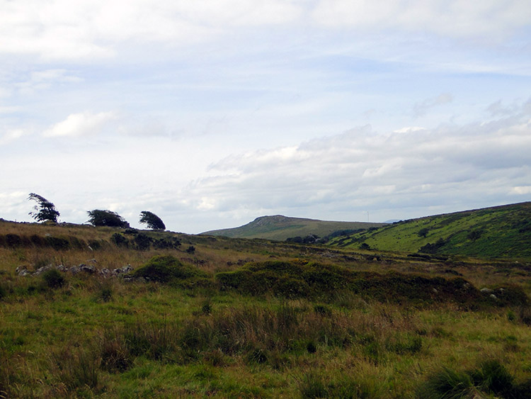 Wind shaped trees on Bodmin Moor