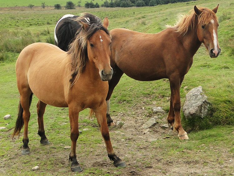 Wild Ponies of Bodmin Moor