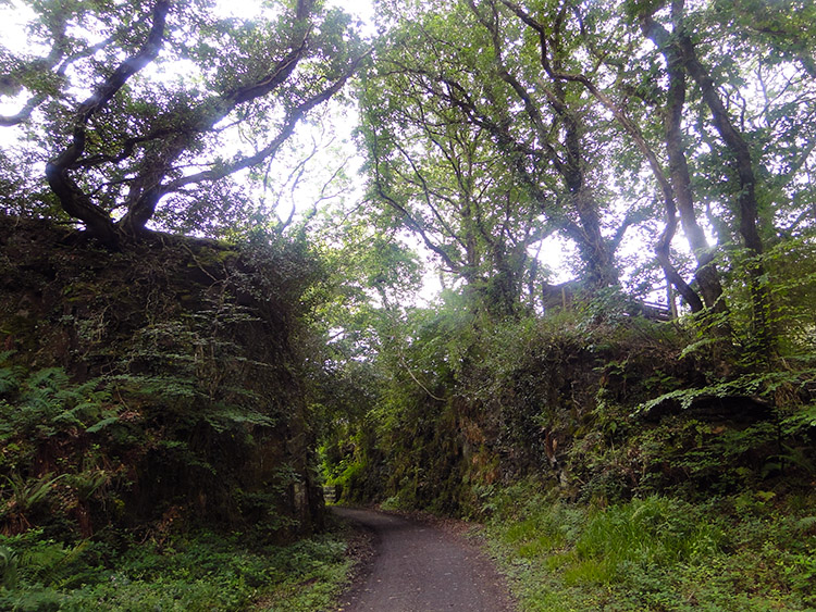 Camel Trail near Dunmere