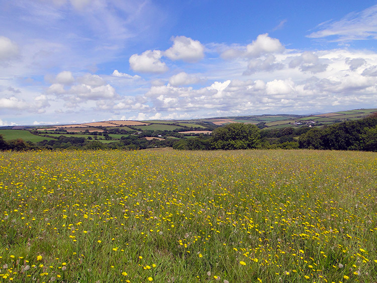 Hay meadow near Tregonetha