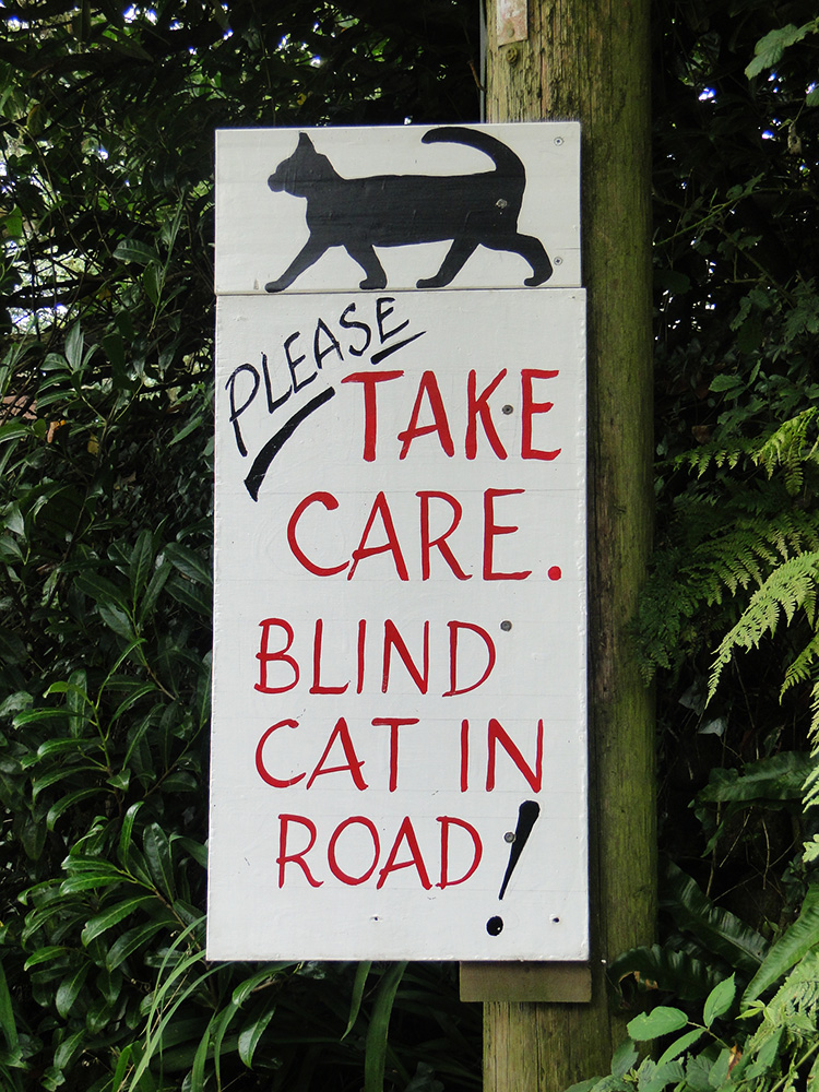 Blind Cat in Road