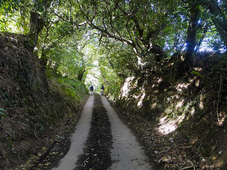 Holloway road through Treverry Wood