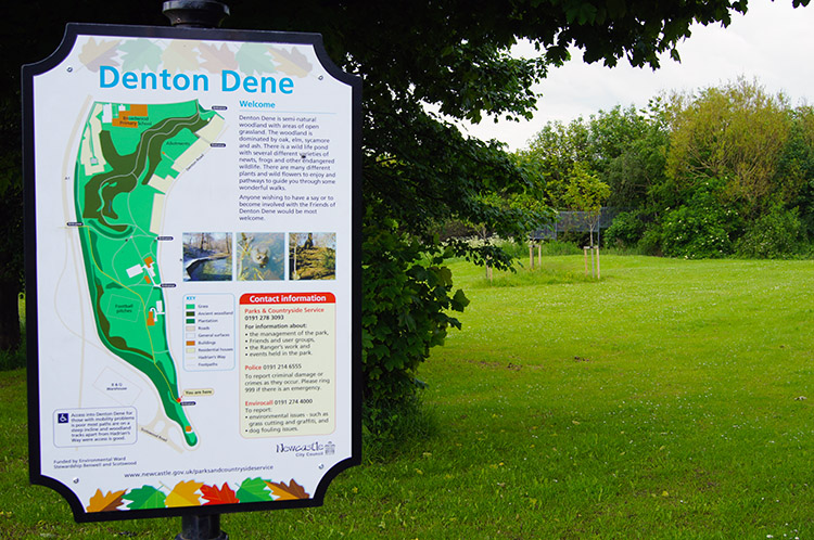 Walking into greenery at Denton Dene