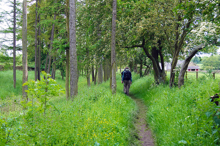 Trees on Hillock near Walltown Hadrian's Wall Path National Trail