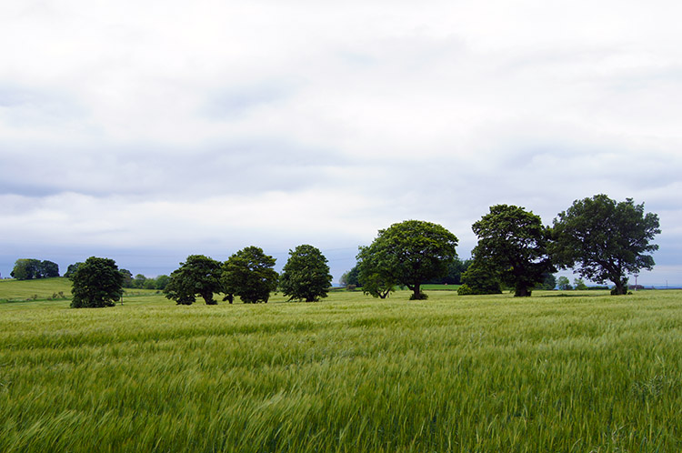 This scene of trees and crops caught my eye