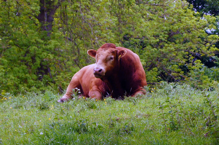 We were pleased the Bull was at rest