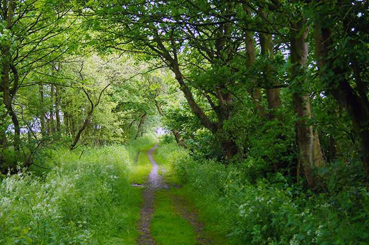 Walking along the avenue on Sandy Lane