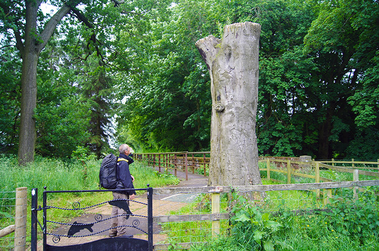 A tree stump impresses Steve at Rickerby Park