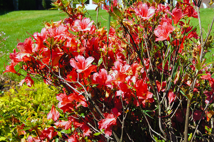 Gardens are full of beautiful flowers in Kirkandrews