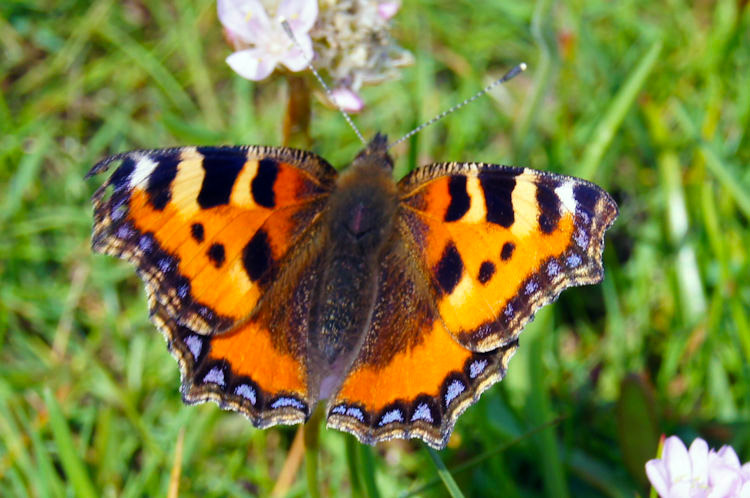 Tortoiseshell Butterfly on the Solway Firth