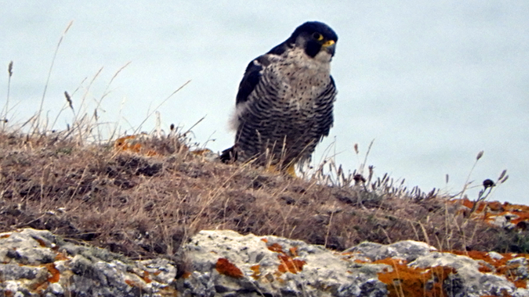 Peregrine Falcon on clifftop lookout