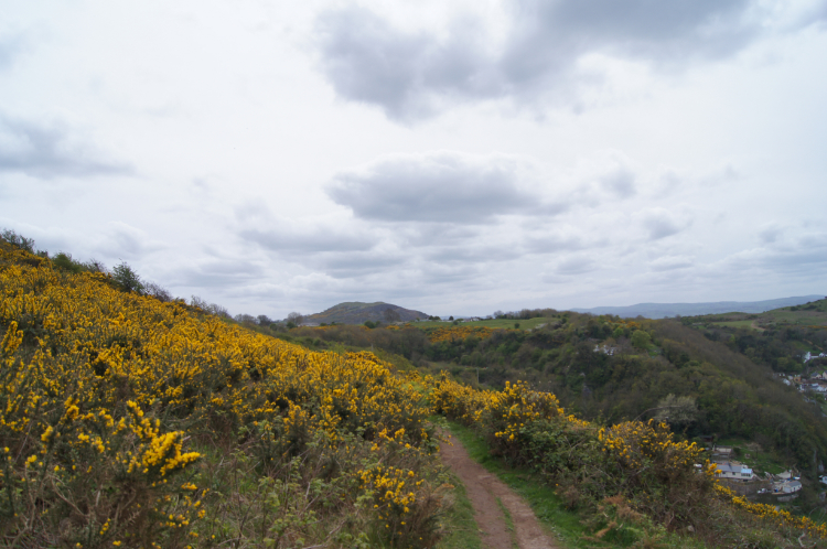Flowering gorse alongside Offa's Dyke Path