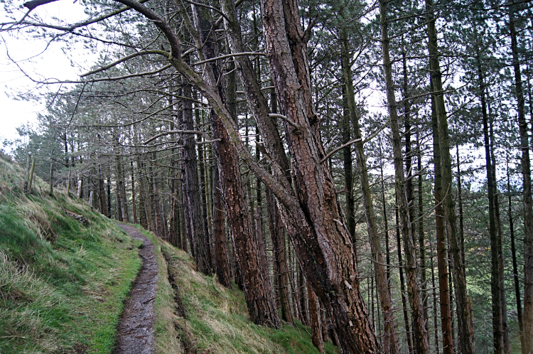Woodland near Llangwyfan