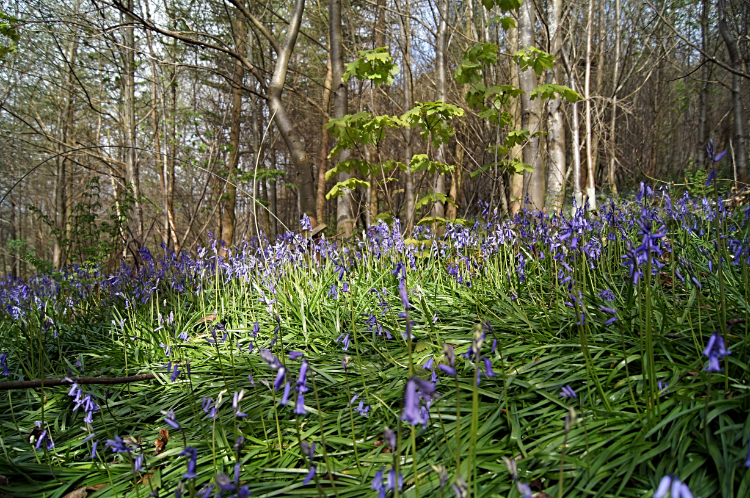 Bluebells in Gwyningar Wood
