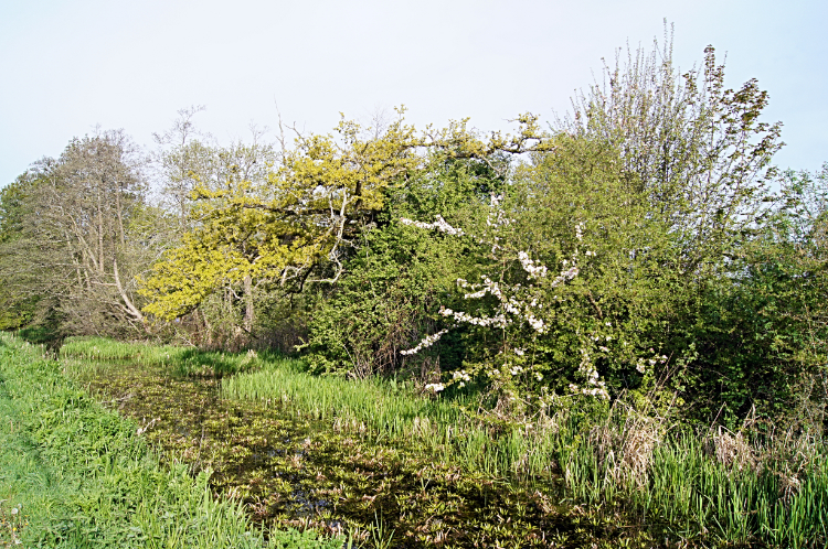 Unnavigable Montgomery Canal near Llanymynech