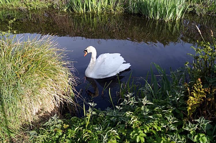 The friendly Swan