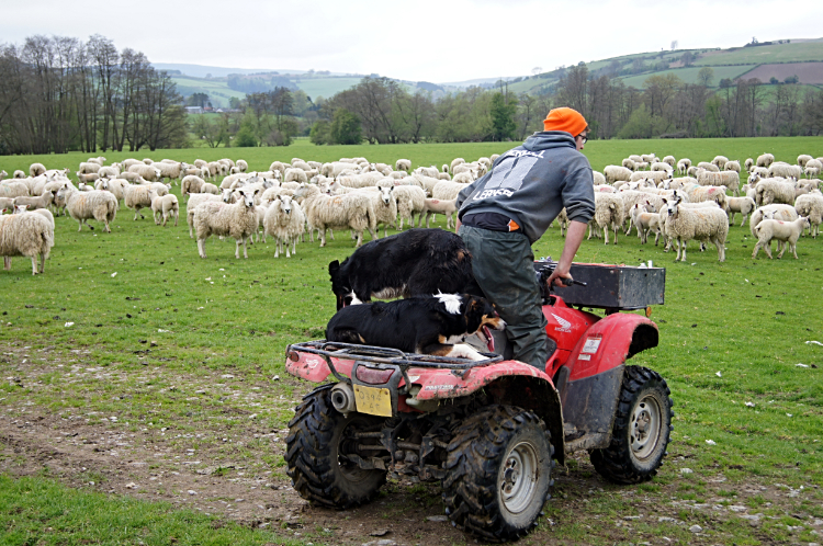 Driving the sheep at Dolley Green