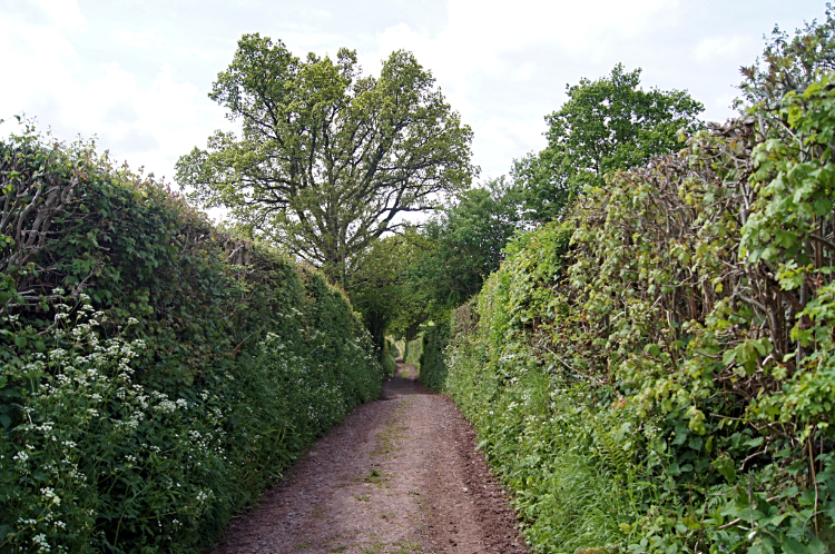 Lane walking near Llantilio Crossenny