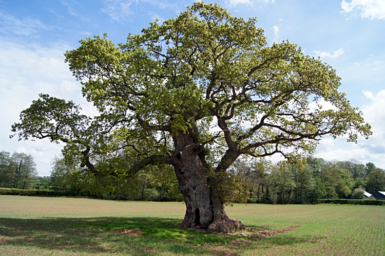 Grand Oak Tree at Llantilio Crossenny