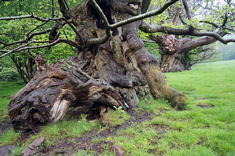 Ancient Sweet Chestnut in Bigsweir Wood