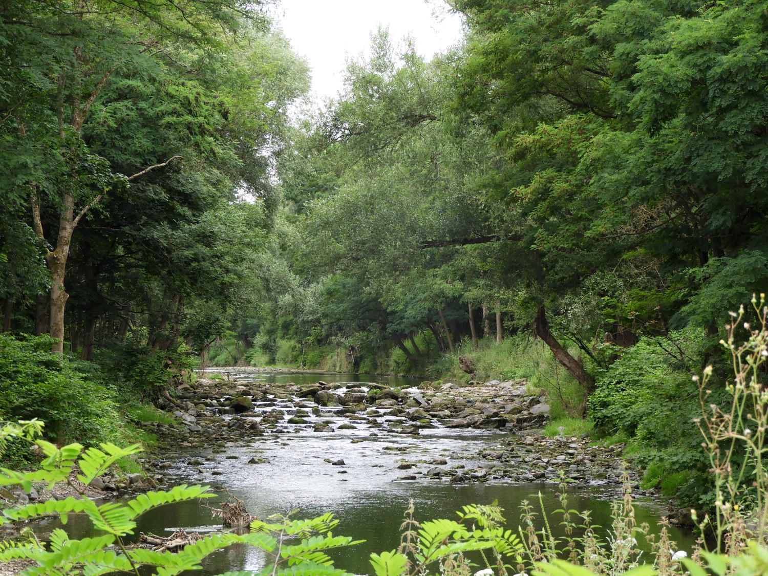The Ahr river near Sinzig
