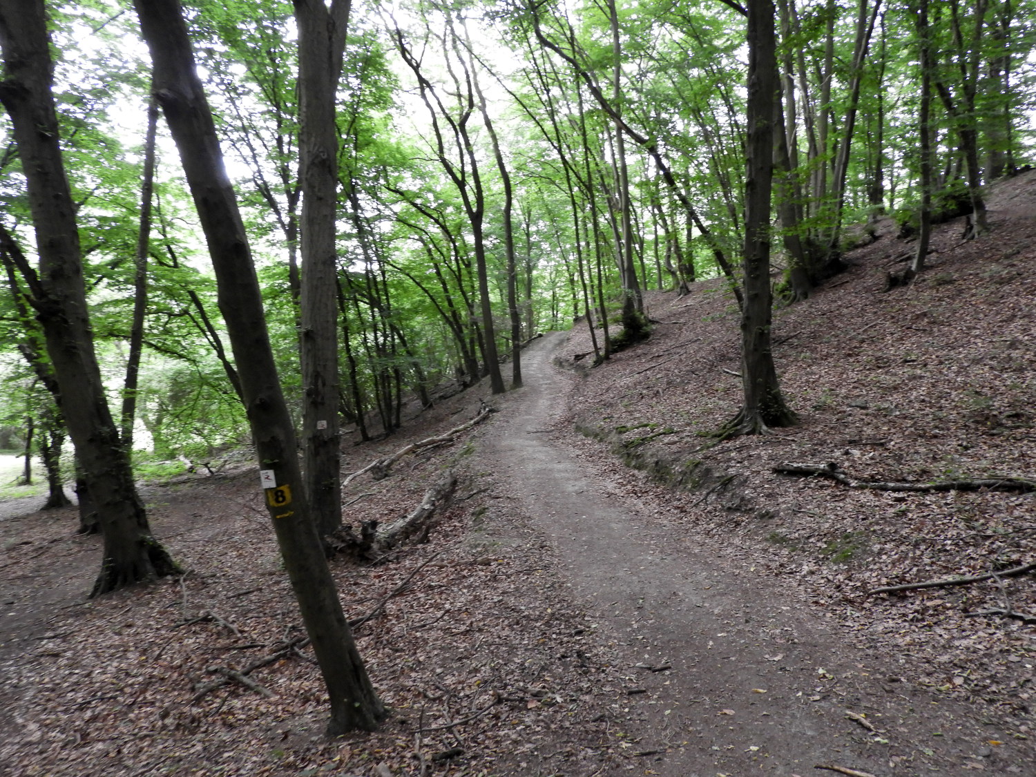 The woodland path from Bad Breisig to Rheineck