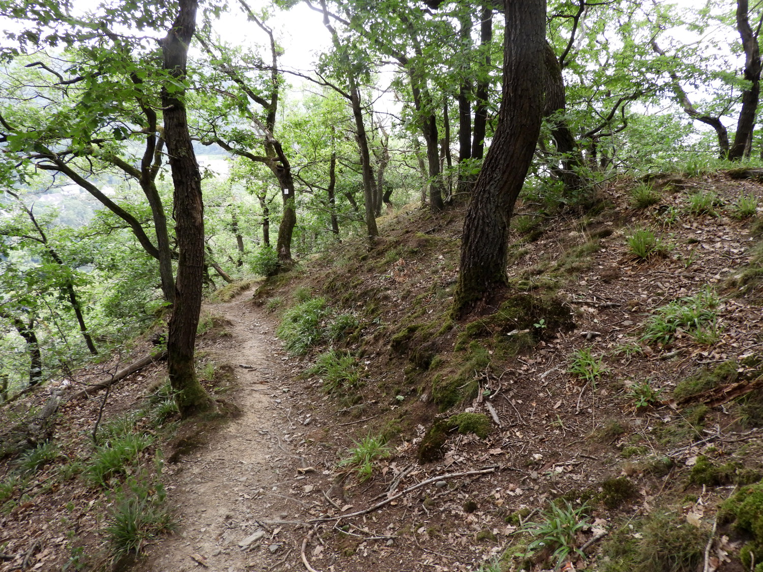 Woodland path on Dickberg