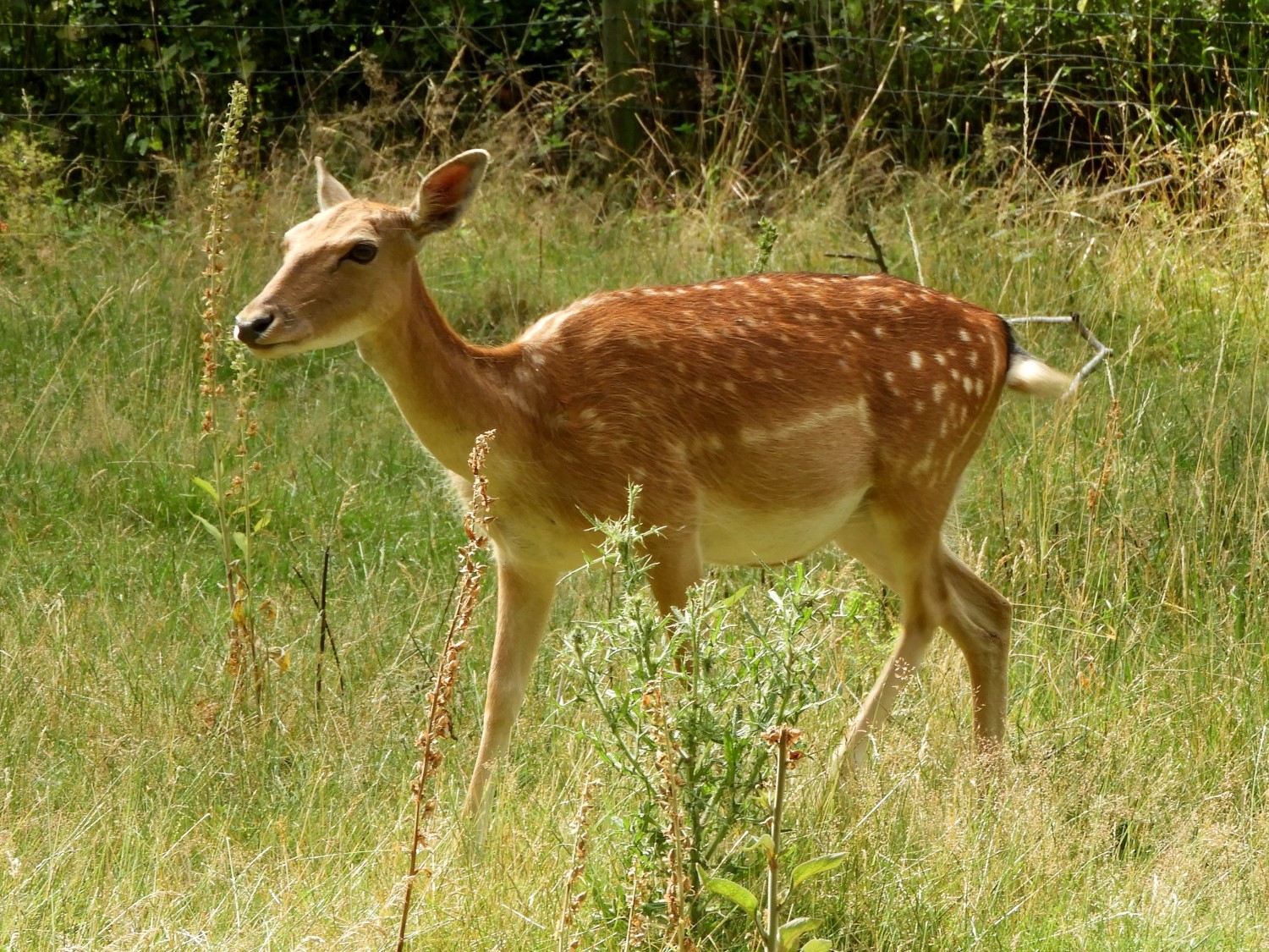 Young Fallow Deer at Knopshof
