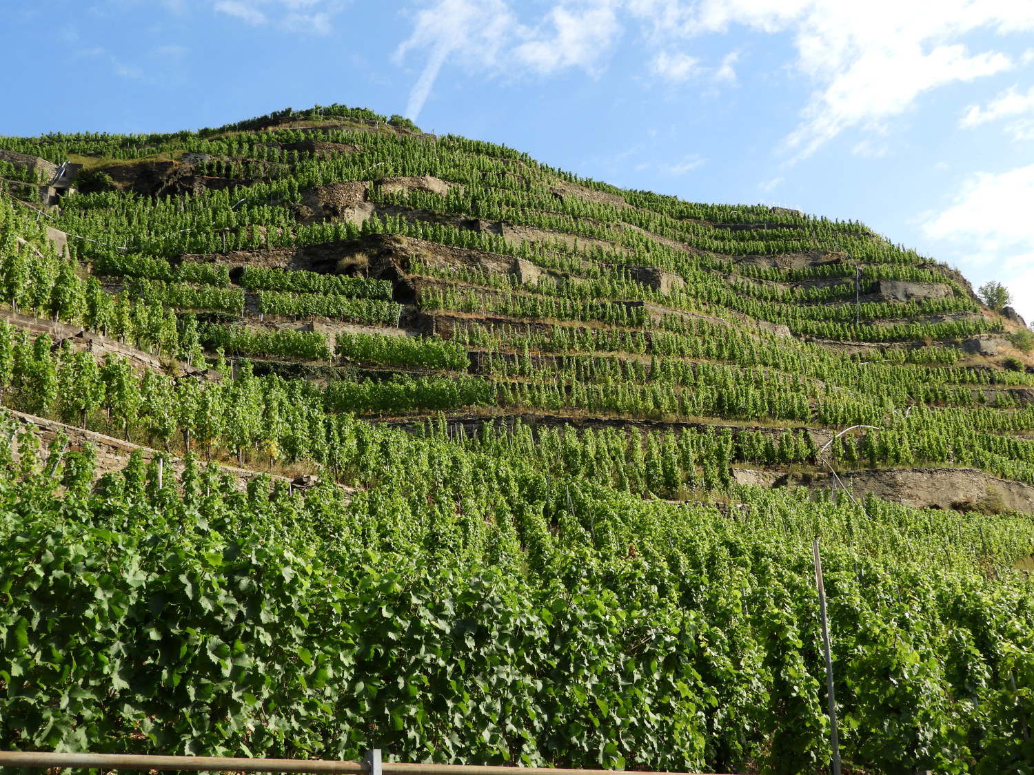 Vines fill the slopes of the Mosel valley