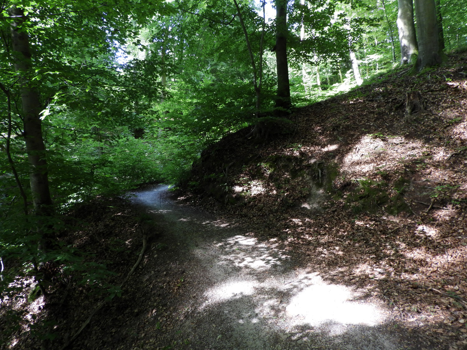 Forest trail to Dommelberg