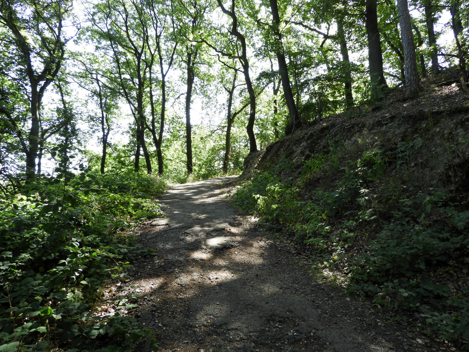 The trail at Hasenberg