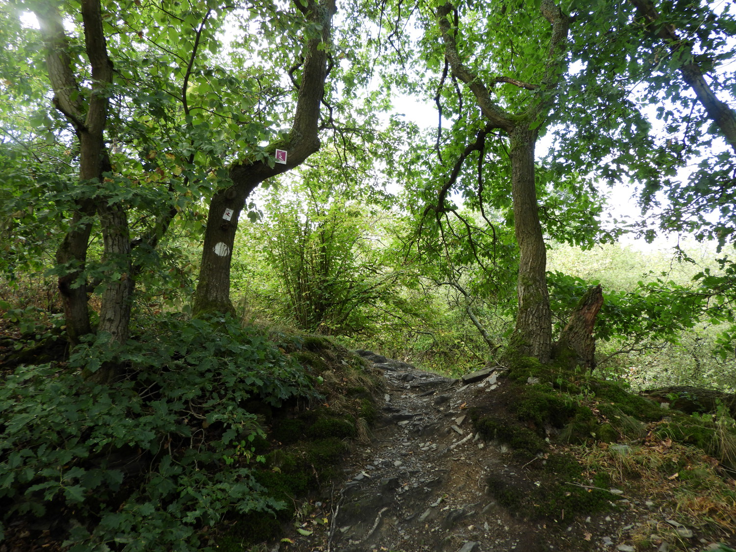 The climbing path to Taunusblick