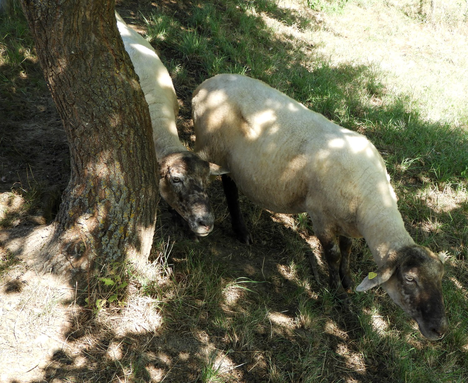 Even the sheep are in the shade