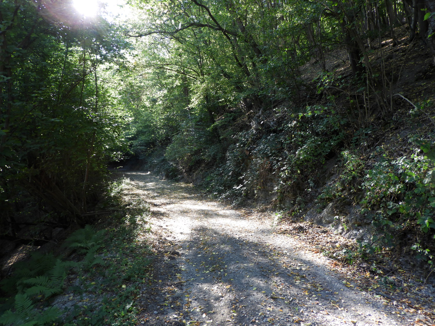 The path from Oberheimbach