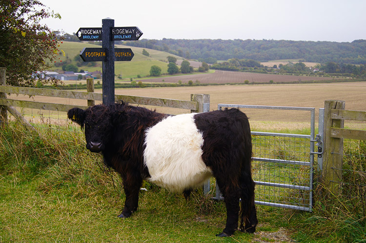Belted Galloway near Pitstone Hill