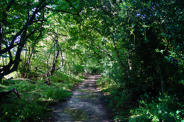 Walking through Pavis Wood