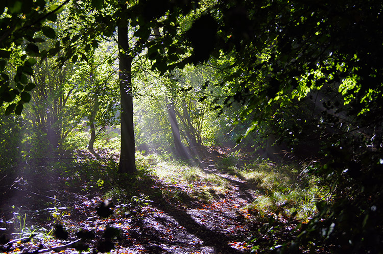 Spectral light in Pavis Wood
