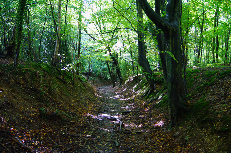 Holloway track in Wendover Woods