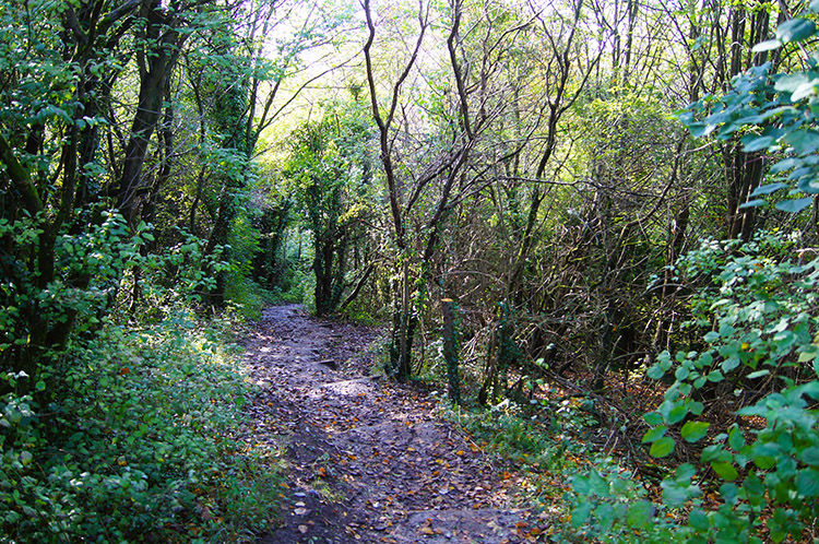 Walking through Coppice on Lodge Hill
